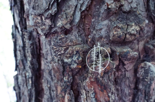 INTIMITY Brož TREE